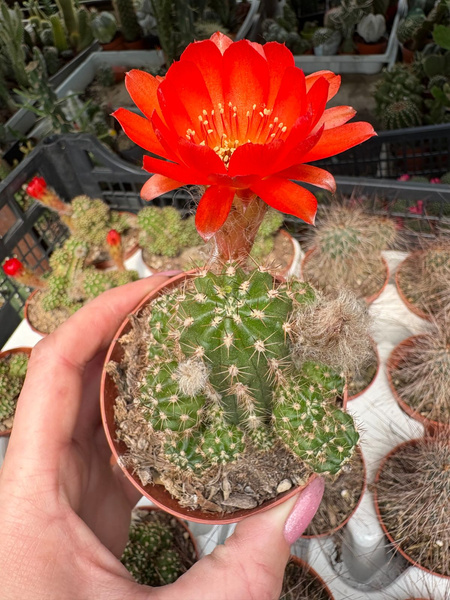 Chamaecereus hybr. `Red'